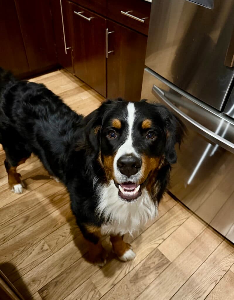 Everest, Jacob's Bernese Mountain Dog